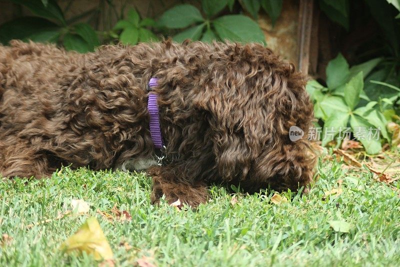 幼犬母狗- Lagotto Romagnolo